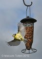 Acrobatic Bluetit